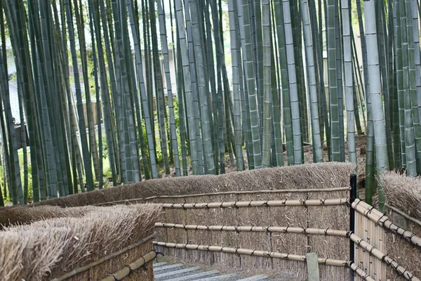 Bambuswald Adashino Nenbutsu Japan Arashiyama — Stockfoto