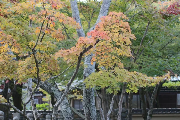 日本枫树的秋天叶子 — 图库照片