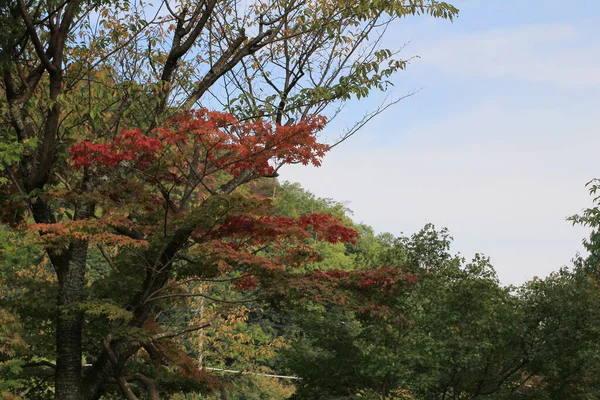 Japon akçaağacının sonbahar yaprakları.,