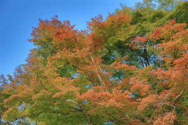 Japon akçaağacının kırmızı ve sarı yaprakları, Japonya