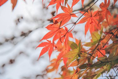 Japon akçaağacının kırmızı ve sarı yaprakları, Japonya