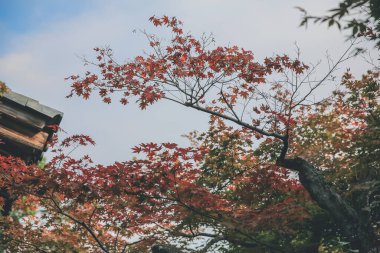 Akçaağaç yaprakları sonbaharda birçok renkte olur
