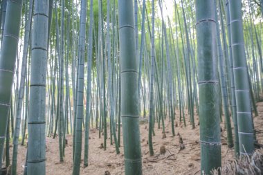 Adashino 'daki Bambu Ormanı Nenbutsu-ji Japonya, Arashiyama