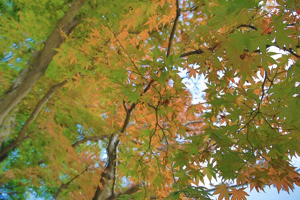 Красные Желтые Листья Японского Клена Япония — стоковое фото