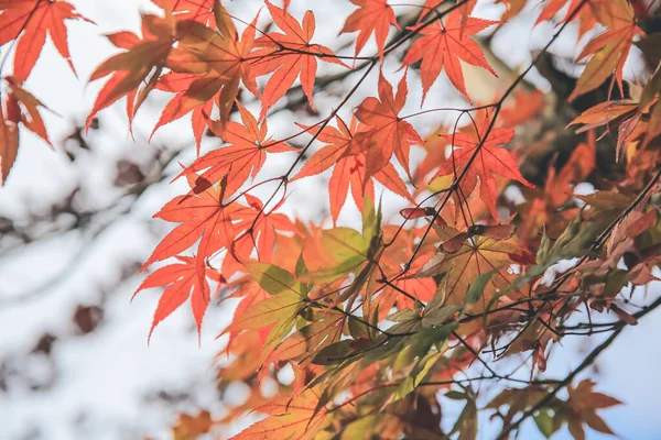 Κόκκινα Και Κίτρινα Φύλλα Ιαπωνικού Σφενδάμου Ιαπωνικά — Φωτογραφία Αρχείου