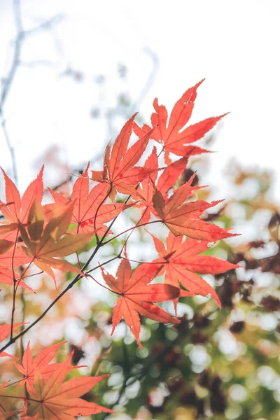 Folhas Vermelhas Amarelas Bordo Japonês Japão — Fotografia de Stock