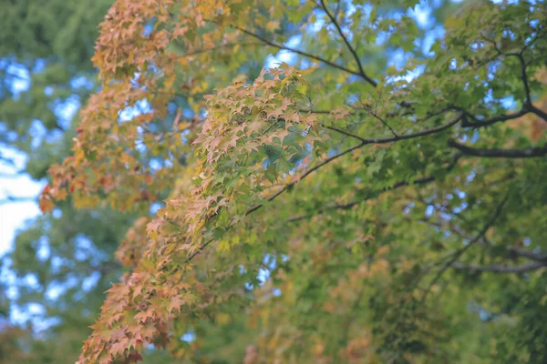 日本枫树红黄相间的叶子 — 图库照片