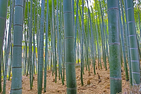Bambugrove Adashino Nenbutsu Arashiyama Kyoto Japan — Stockfoto