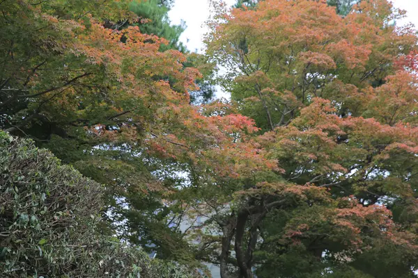 stock image the Autumn maple leaves in kyoto, Japan