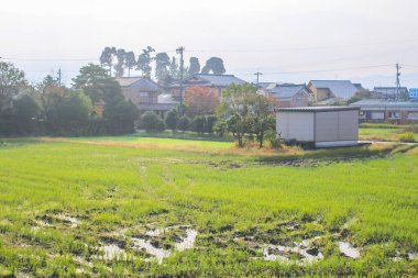 31 Ekim 2013 Toyama kırsalının sonbahar manzarası, Japonya