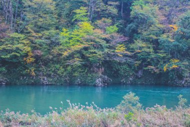 31 Ekim 2013 Toyama kırsalının sonbahar manzarası, Japonya
