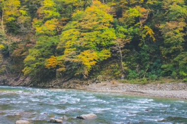 31 Ekim 2013 Toyama kırsalının sonbahar manzarası, Japonya