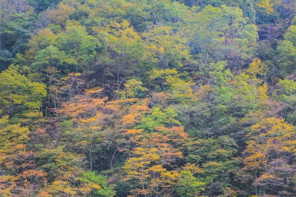 Окт 2013 Ландшафт Осеннего Сезона Сельской Местности Тоямы Япония — стоковое фото