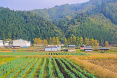 31 Ekim 2013 Toyama kırsalının sonbahar manzarası, Japonya