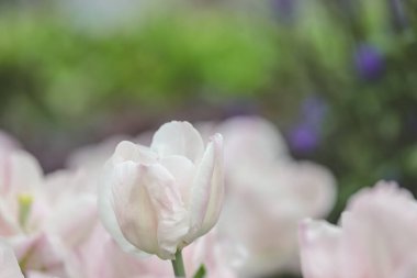 Zafer laleleri baharda bir bahçede gururla açar.
