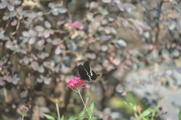 Una Mosca Mariposa Las Flores Ambiente Del Prado Del Bosque — Foto de Stock