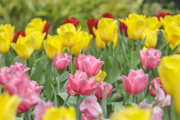 Triomphe Tulipes Fiers Fleurissent Dans Jardin Printemps — Photo