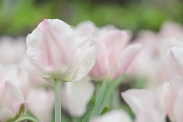 Triumf Tulipany Dumny Kwiat Ogrodzie Wiosną — Zdjęcie stockowe
