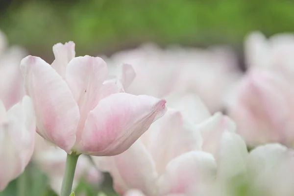 Triumf Tulipany Dumny Kwiat Ogrodzie Wiosną — Zdjęcie stockowe