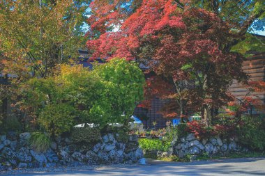 Shirakawa 'da sonbahar mevsiminde ağaç gider, Japonya 1 Kasım 2013