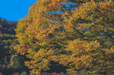 Shirakawa 'da sonbahar mevsiminde ağaç gider, Japonya 1 Kasım 2013