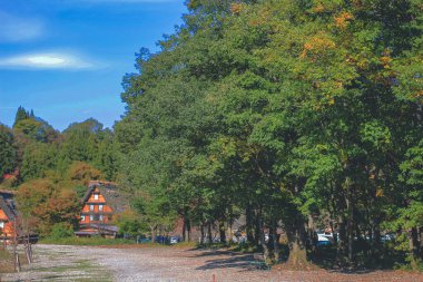 Shirakawa 'da sonbahar mevsiminde ağaç gider, Japonya 1 Kasım 2013