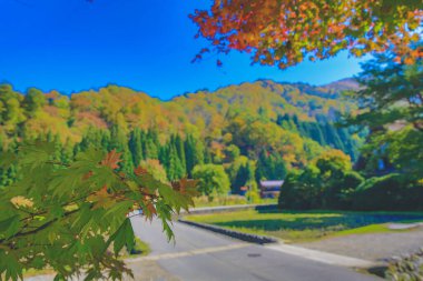 Shirakawa 'da sonbahar mevsiminde ağaç gider, Japonya 1 Kasım 2013