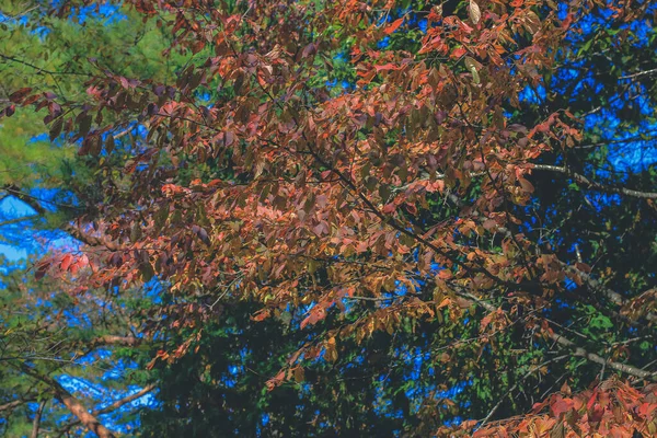 Дерево Осенний Сезон Ширава Япония Ноя 2013 — стоковое фото