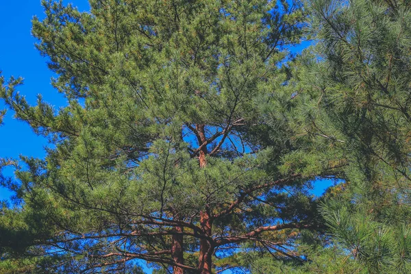 stock image the tree at fall season at Shirakawa go, Japan 1 Nov 2013