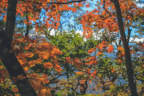 Дерево Осінній Час Шіракава Японія Nov 2013 — стокове фото