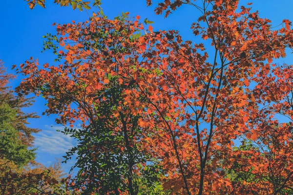 白川郷の秋の木2013年11月1日 — ストック写真