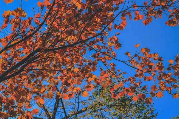 Tree Fall Season Shirakawa Japan Nov 2013 — Stock Photo, Image