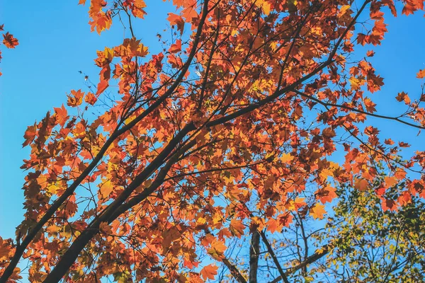 白川郷の秋の木2013年11月1日 — ストック写真