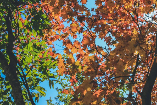 Der Baum Zur Herbstzeit Bei Shirakawa Japan Nov 2013 — Stockfoto