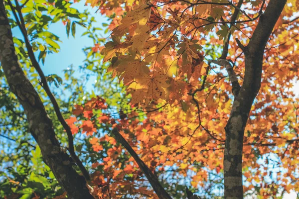 Der Baum Zur Herbstzeit Bei Shirakawa Japan Nov 2013 — Stockfoto