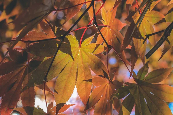 Árvore Temporada Outono Shirakawa Japão Nov 2013 — Fotografia de Stock