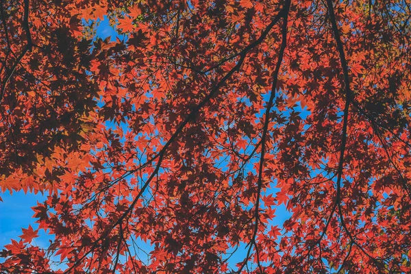 Árvore Temporada Outono Shirakawa Japão Nov 2013 — Fotografia de Stock
