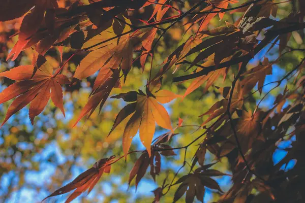 Tree Fall Season Shirakawa Ιαπωνία Νοε 2013 — Φωτογραφία Αρχείου