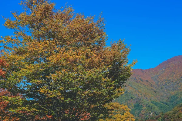 Drzewo Sezonie Jesiennym Shirakawa Japonia Lis 2013 — Zdjęcie stockowe