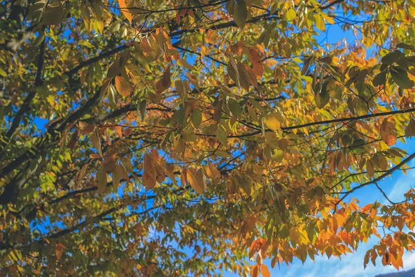 Дерево Осенний Сезон Ширава Япония Ноя 2013 — стоковое фото