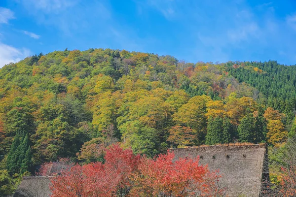 Shirakawa 'da sonbahar mevsiminde ağaç gider, Japonya 1 Kasım 2013