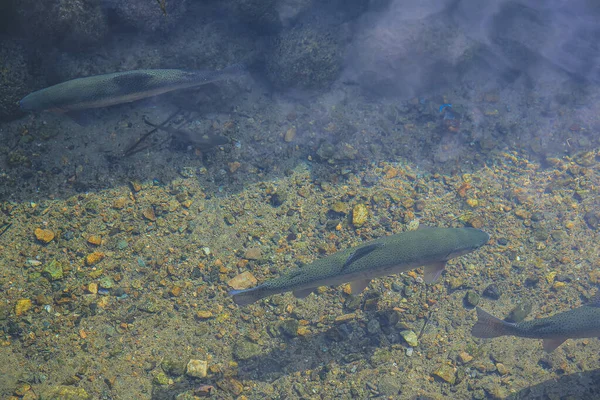 Lebih Banyak Ikan Channel Shirakawa Japan — Stok Foto