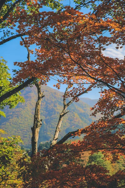 stock image the tree at fall season at Shirakawa go, Japan 1 Nov 2013