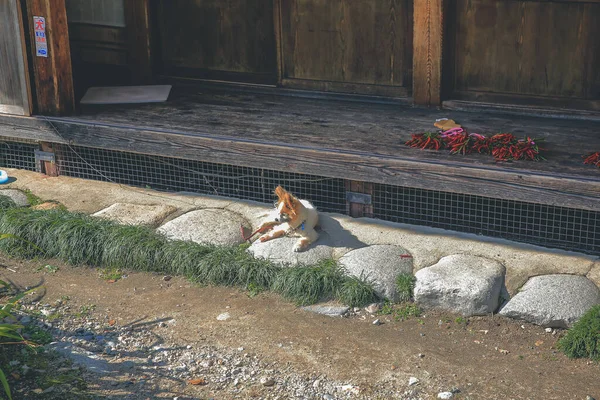 stock image Ginger cat near the Shirakawa-go , Japan.