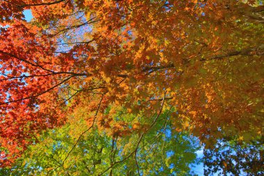 Shirakawa 'da sonbahar mevsiminde ağaç gider, Japonya 1 Kasım 2013