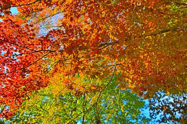 Shirakawa 'da sonbahar mevsiminde ağaç gider, Japonya 1 Kasım 2013