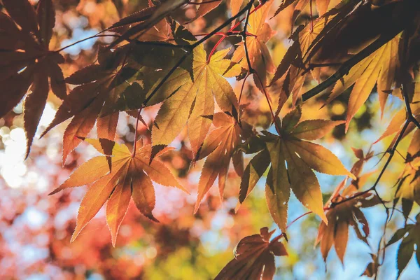 stock image the tree at fall season at Shirakawa go, Japan 1 Nov 2013