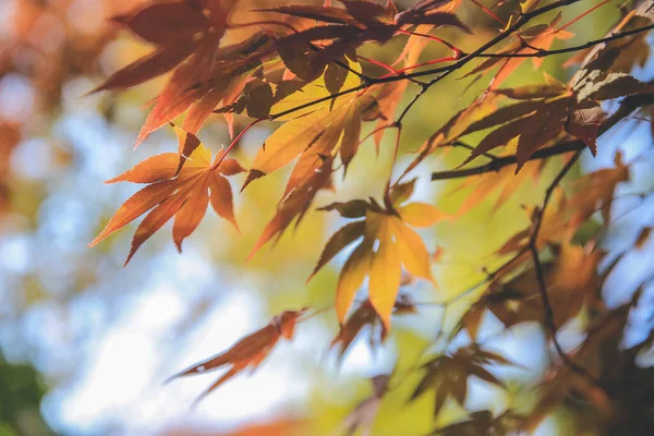 Shirakawa Sonbahar Mevsiminde Ağaç Gider Japonya Kasım 2013 — Stok fotoğraf