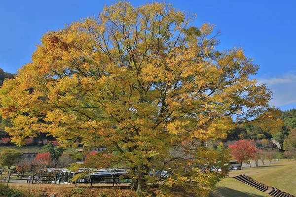Árbol Temporada Otoño Shirakawa Japón Nov 2013 —  Fotos de Stock