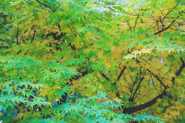 Japoński Klon Tło Nasłonecznieniem Kioto — Zdjęcie stockowe